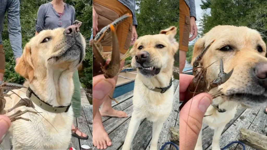 Instagram video shows Labrador's reaction upon meeting her first crayfish