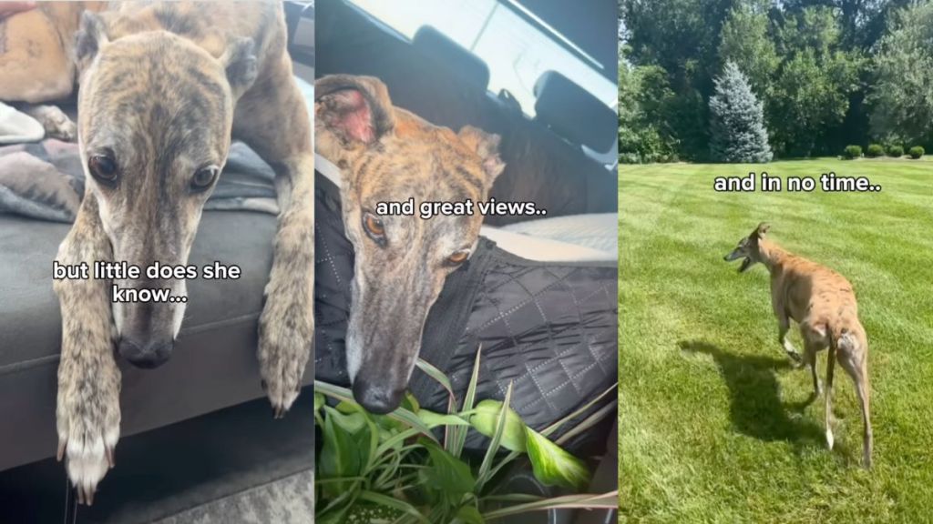 Greyhound who 'fears moving' falls in love with new home's backyard in viral video