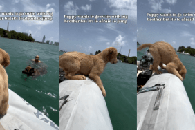 Puppy jump swim video