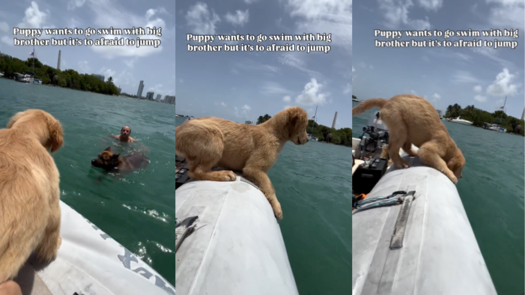 Puppy jump swim video