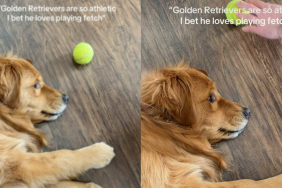 Golden Retriever fetch video
