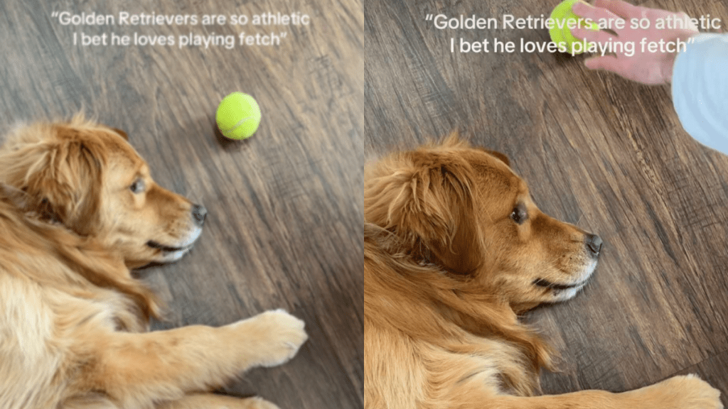 Golden Retriever fetch video
