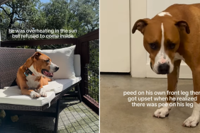 rescue dog video