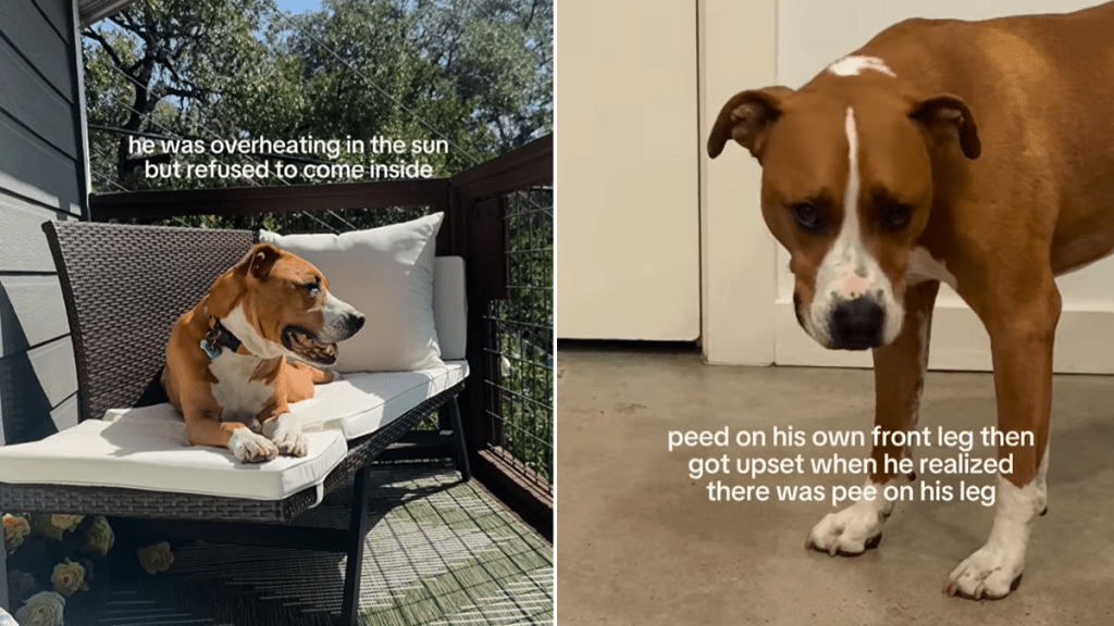 rescue dog video
