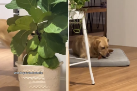 dog treat video
