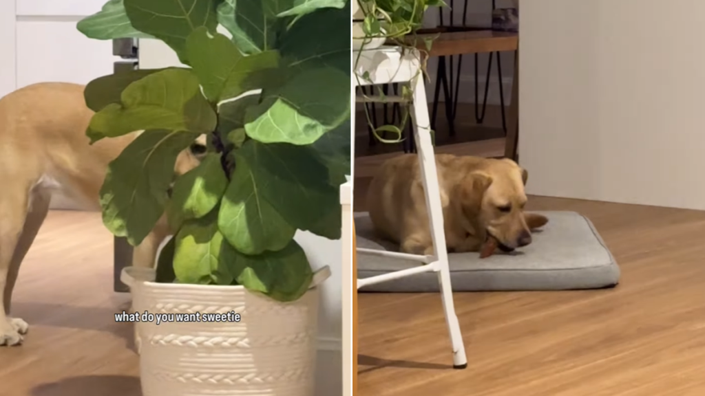 dog treat video
