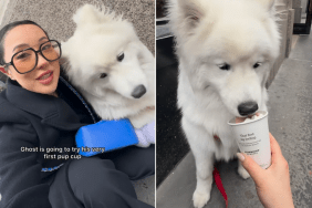 dog pup cup video
