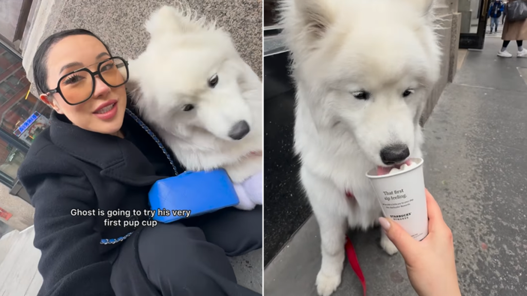 dog pup cup video