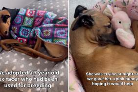 greyhound plushie video