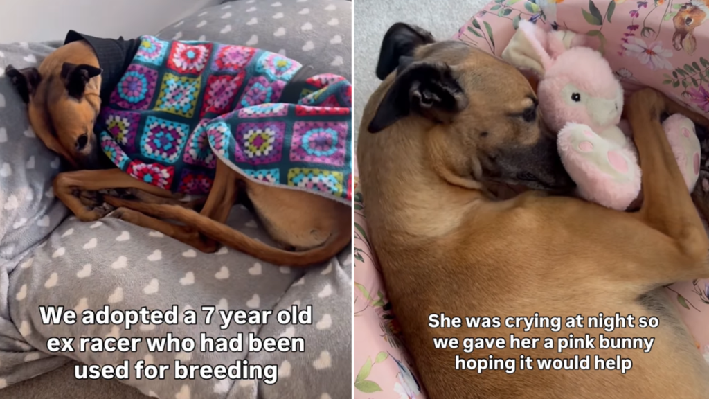 greyhound plushie video