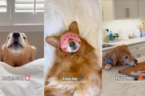 Owner reveals what they got instead of Golden Retriever