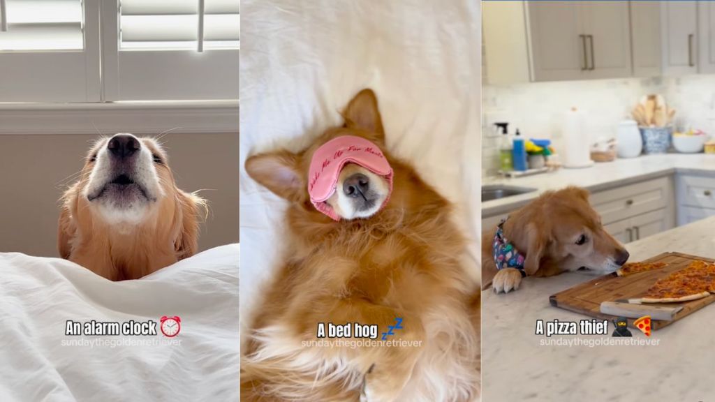 Owner reveals what they got instead of Golden Retriever