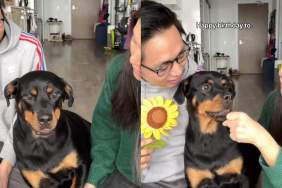 Rottweiler video