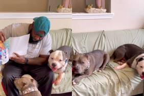 American Bullies video