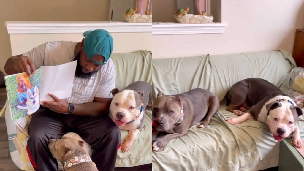American Bullies video