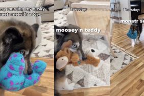Husky owner toy video