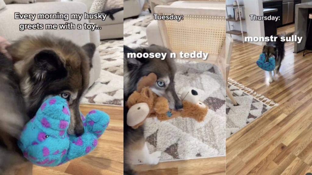 Husky owner toy video