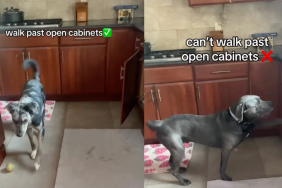 viral dog video