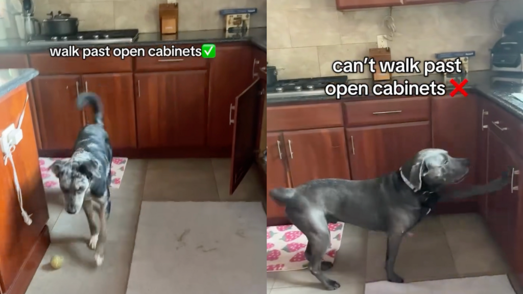 viral dog video