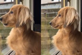 dog bark cat video