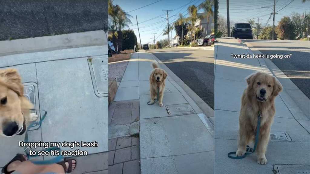 Dog walk video
