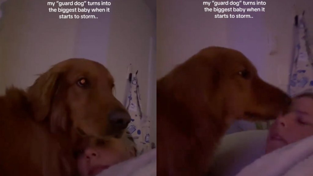 Golden Retriever storm video