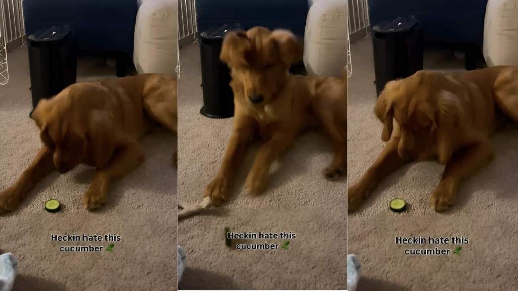 Golden Retriever cucumber video
