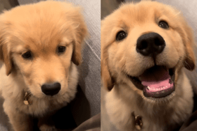 golden retriever puppy smile video