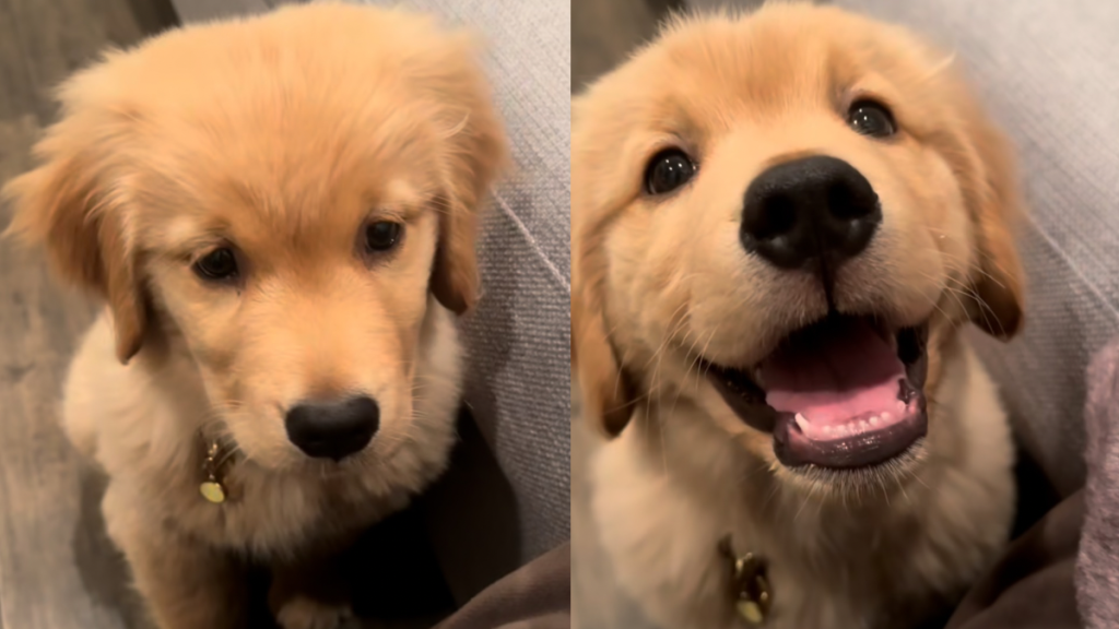 golden retriever puppy smile video