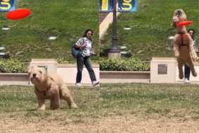 labradoodle frisbee video