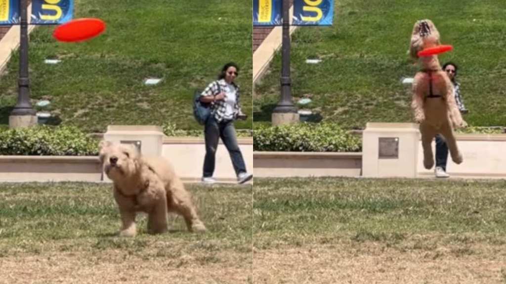 labradoodle frisbee video