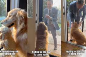 Golden Retriever dad video