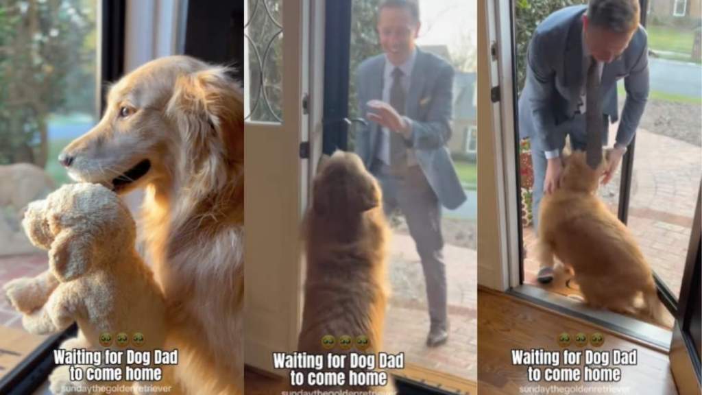 Golden Retriever dad video