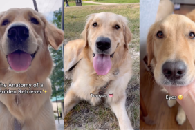 Golden Retriever anatomy video