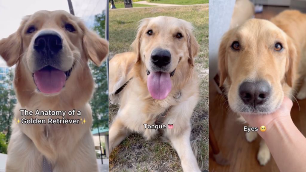 Golden Retriever anatomy video