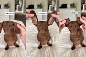 Dachshund ears video