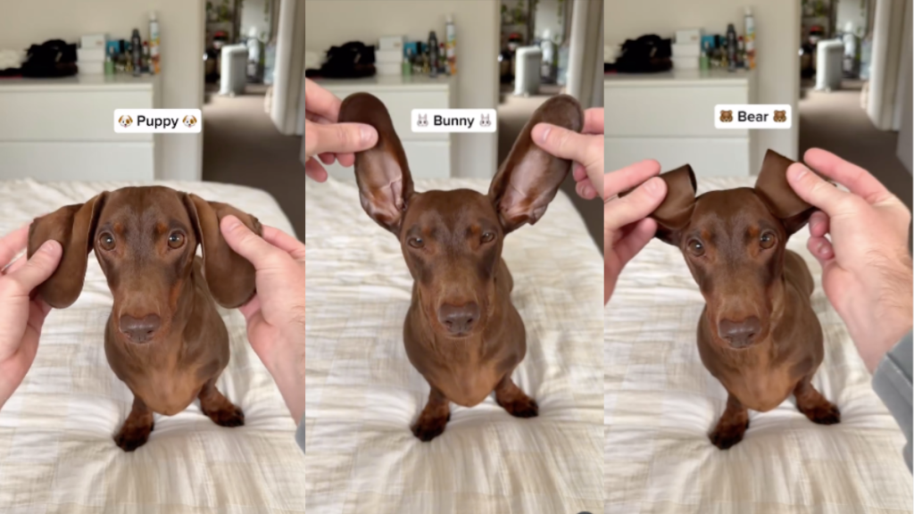 Dachshund ears video