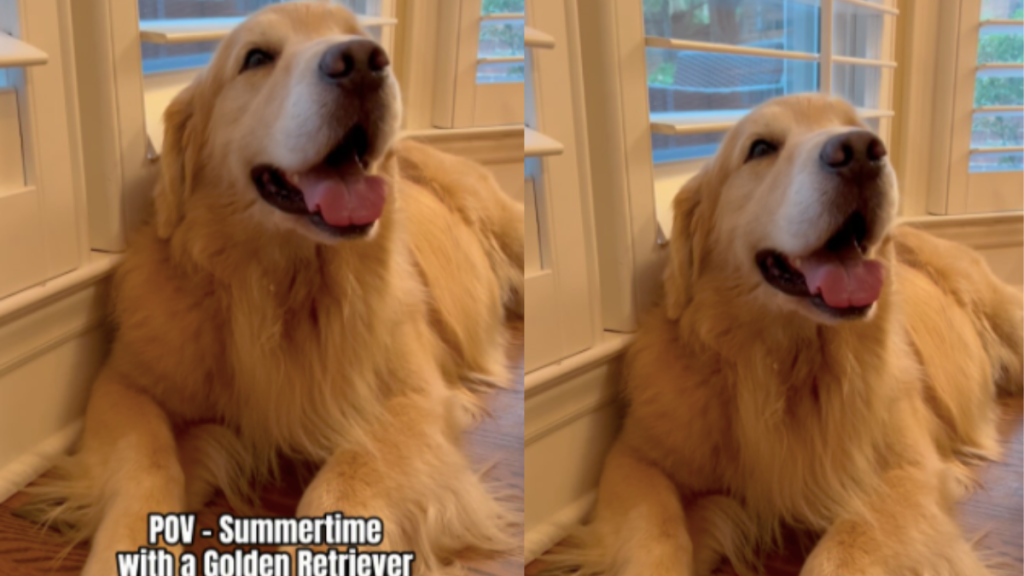Golden Retriever summer video