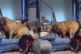 Mastiff cuddle video