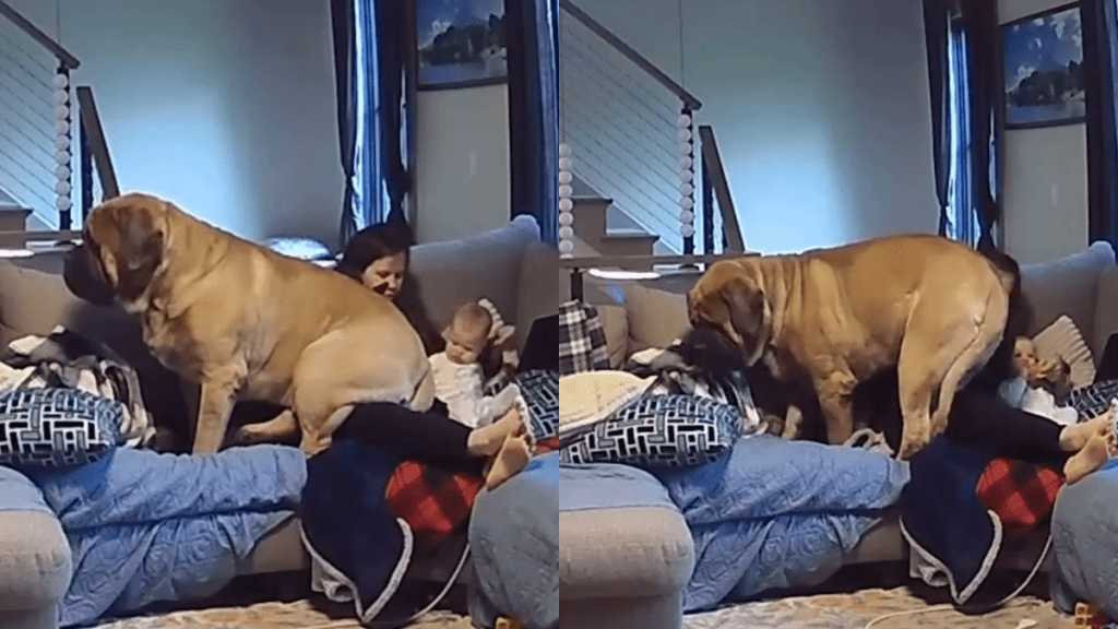 Mastiff cuddle video