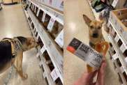 Rescue dog toy video