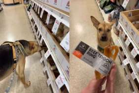 Rescue dog toy video