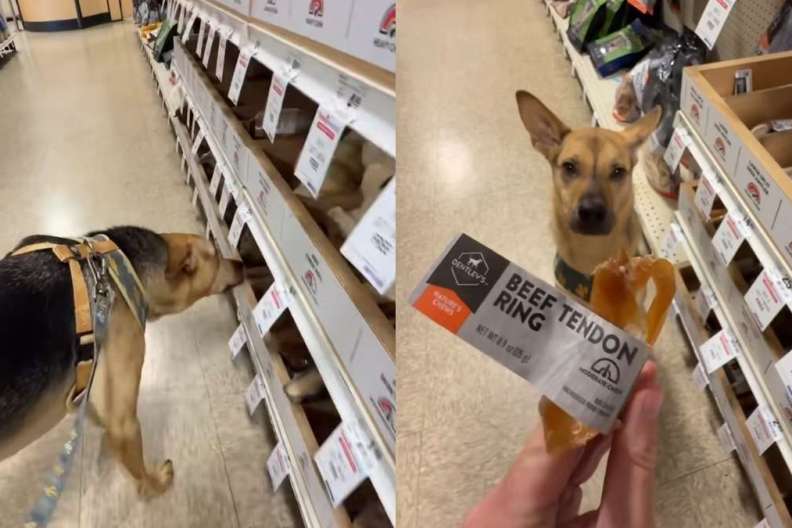 Rescue dog toy video