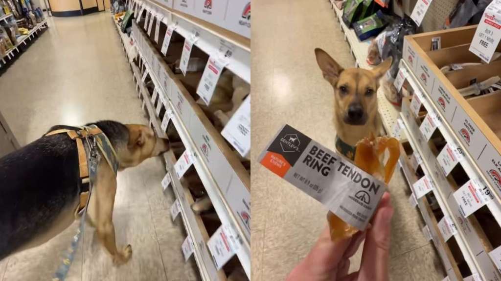 Rescue dog toy video