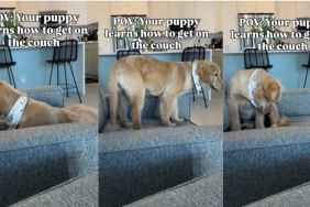 puppy couch video