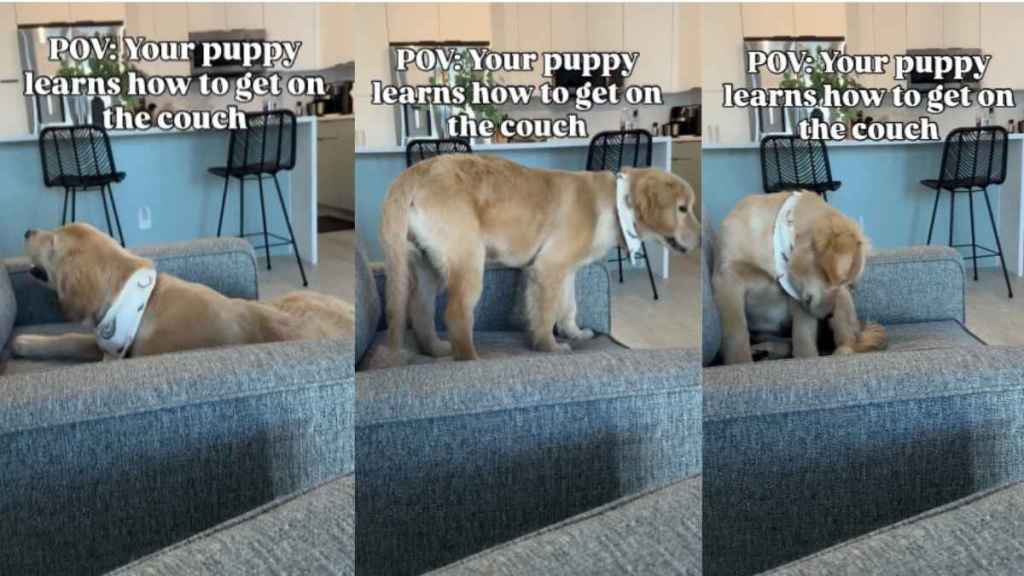 puppy couch video