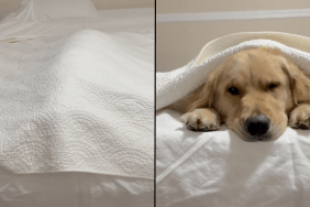 Golden Retriever bed video