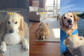 Golden Retriever boat ride