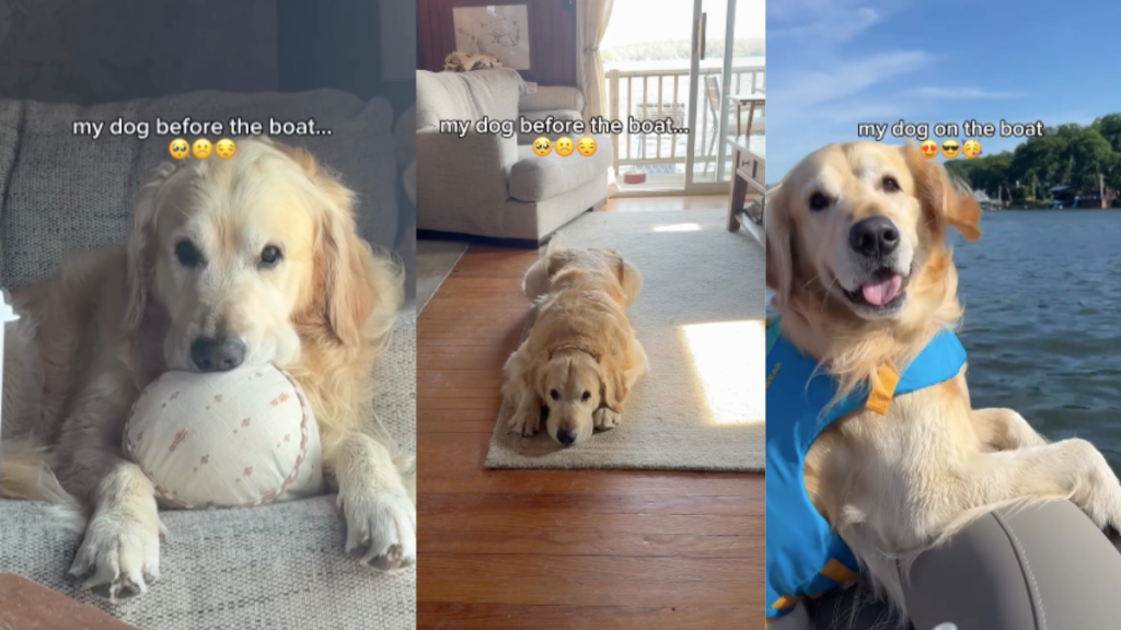 Golden Retriever boat ride