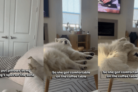 Samoyed bed video